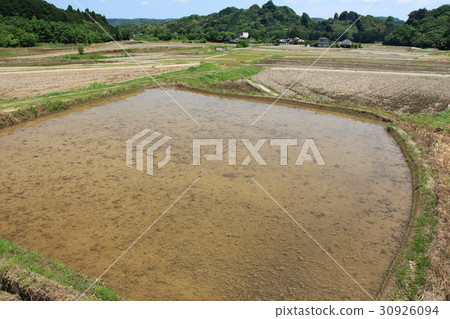 Scenery of rice field Scenery of rice field 30926094