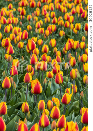 Red Orange Tulips Netherlands 30926122