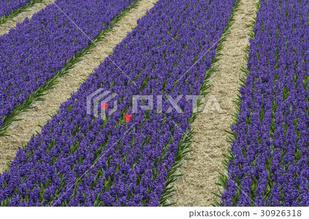Rows of Violet Hyacith with two red Tulips 30926318