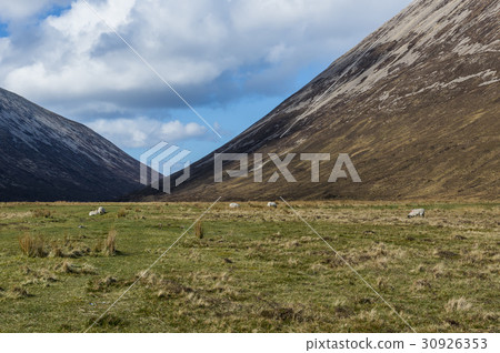 Sheep near Torrin Scotland 30926353