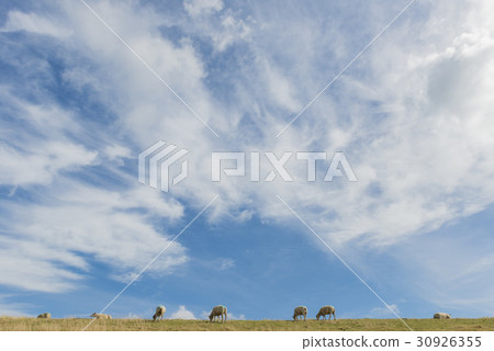 Sheep on Dike on Texel with Clouds Sheep on Dike on Texel with Clouds 30926355