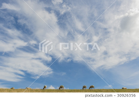 Sheep on Dike on Texel with Clouds 30926356