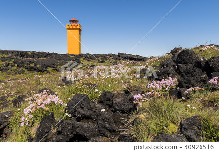 Svortuloft Lighthouse with flowers Svortuloft Lighthouse with flowers 30926516
