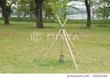 Saplings and eight-fold posts 30926569