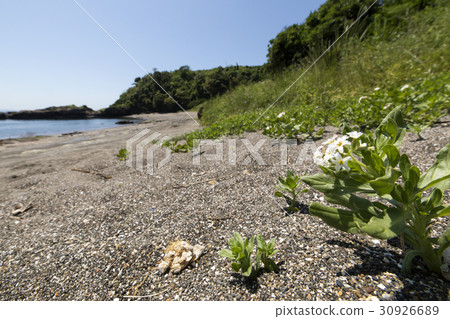 Snubbing Snubbing 30926689