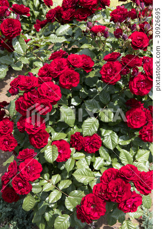 一朵紅玫瑰 一朵紅玫瑰 30926695