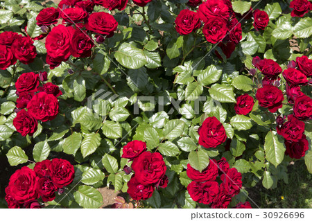 一朵紅玫瑰 一朵紅玫瑰 30926696