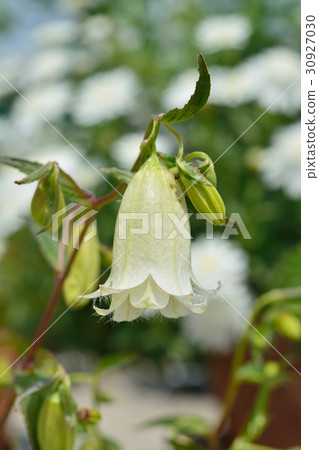 Firefly brush 30927030