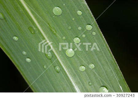 Leaf with waterdrop 30927243