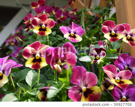 Viola ⑪ Red violet yellow brown Viola ⑪ Red violet yellow brown 30927708