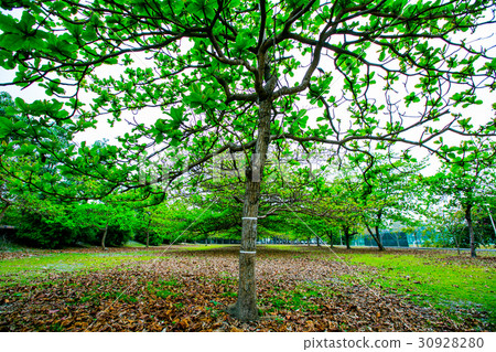 台灣屏東長治自行車道Asia Taiwan Pingtung Bicycle Road 台灣屏東長治自行車道Asia Taiwan Pingtung Bicycle Road 30928280