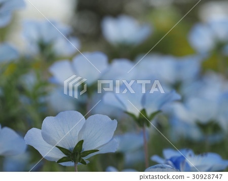 喜林草 喜林草 30928747