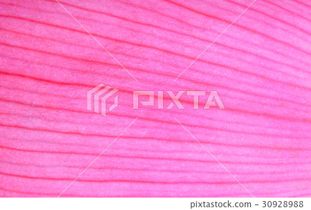pink lotus petal close up, for abstact background 30928988