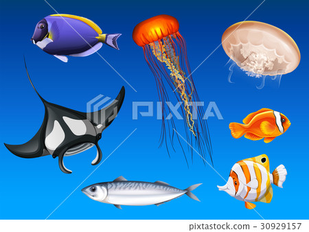 Different kinds of sea animals underwater 30929157