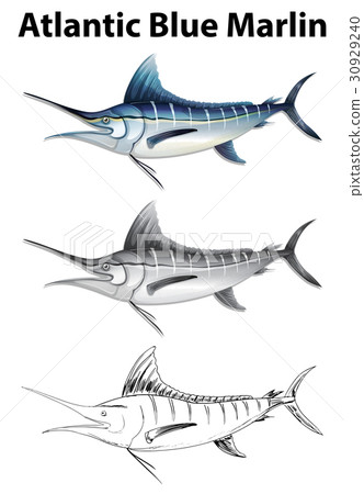 Three drawing styles of atlantic blue marlin 30929240