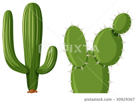 Two types of cactus plant Two types of cactus plant 30929367