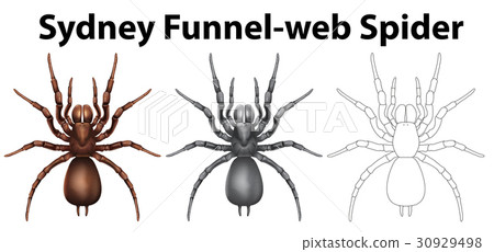 Doodle Character For Sydney Funnel Web Spider Stock Illustration