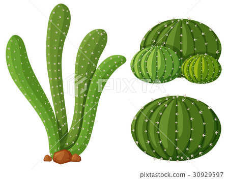Three types of cactus plants Three types of cactus plants 30929597