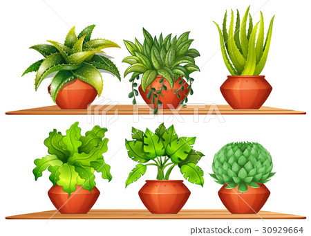 Different types of plants in pots Different types of plants in pots 30929664