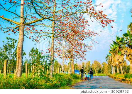 台灣台南高鐵木棉花道Asia Taiwan flowers 30929762