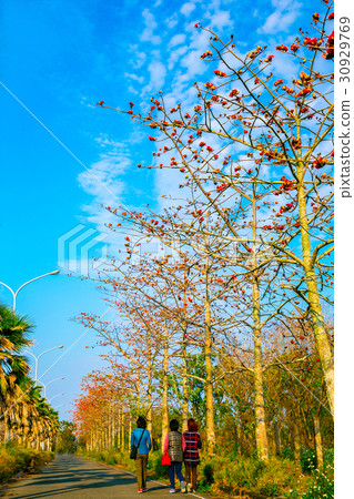 台灣台南高鐵木棉花道Asia Taiwan flowers 30929769