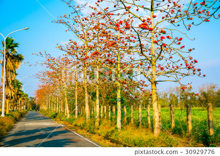 Tainan Taiwan High-speed Rail Kapok Road Asia Taiwan flowers 30929776