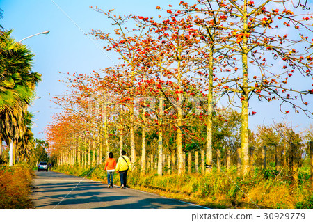 台灣台南高鐵木棉花道Asia Taiwan flowers 30929779
