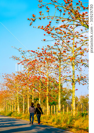 Tainan Taiwan High-speed Rail Kapok Road Asia Taiwan flowers 30929780