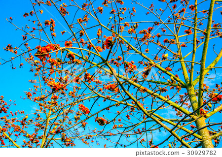 Tainan Taiwan High-speed Rail Kapok Road Asia Taiwan flowers 30929782