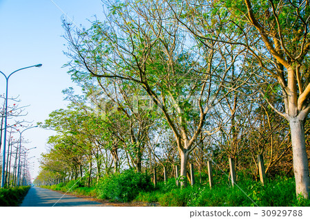 台灣台南高鐵木棉花道Asia Taiwan flowers 30929788