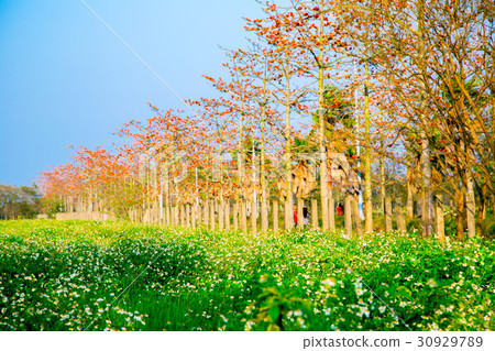 Tainan Taiwan High-speed Rail Kapok Road Asia Taiwan flowers 30929789