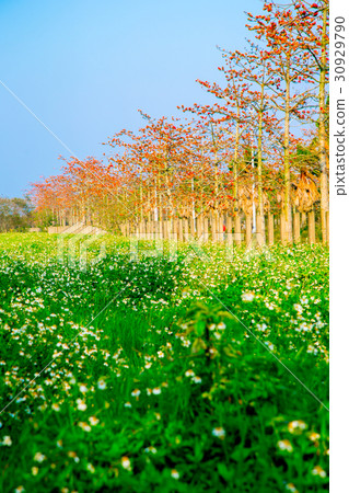 Tainan Taiwan High-speed Rail Kapok Road Asia Taiwan flowers 30929790