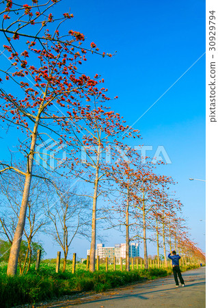 Tainan Taiwan High-speed Rail Kapok Road Asia Taiwan flowers 30929794