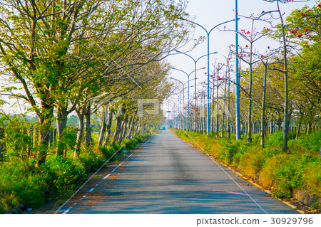 Tainan Taiwan High-speed Rail Kapok Road Asia Taiwan flowers 30929796