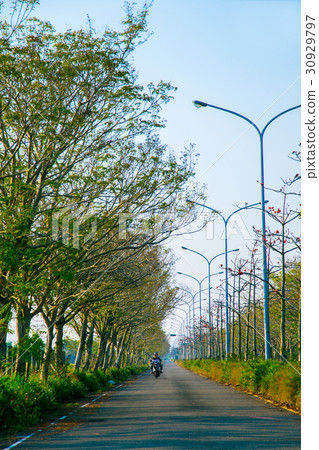 Tainan Taiwan High-speed Rail Kapok Road Asia Taiwan flowers 30929797