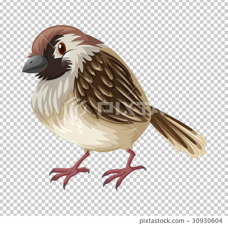 Sparrow bird on transparent background 30930604