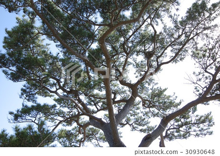 在Tateishi公園的杉樹 在Tateishi公園的杉樹 30930648