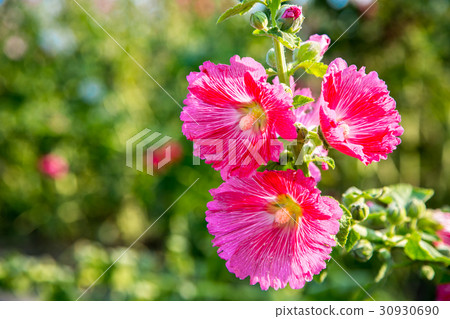 台灣台南學甲蜀葵花田Asia Taiwan flowers 30930690