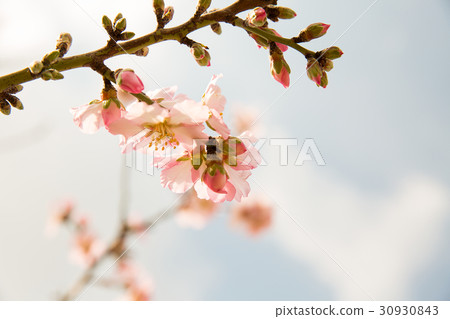 Almond flower trees at spring 30930843