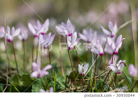 Wild cyclamen hederifolium in forest . 30930844