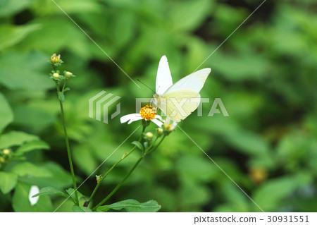 銀紋淡黃蝶 30931551