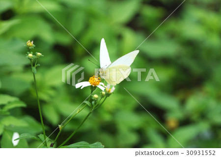 銀紋淡黃蝶 30931552