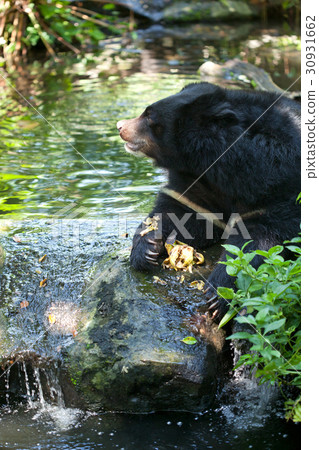 Asiatic black bear 30931662