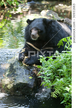 Asiatic black bear 30931663
