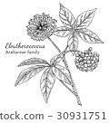 Ink eleutherococcus hand drawn sketch 30931751