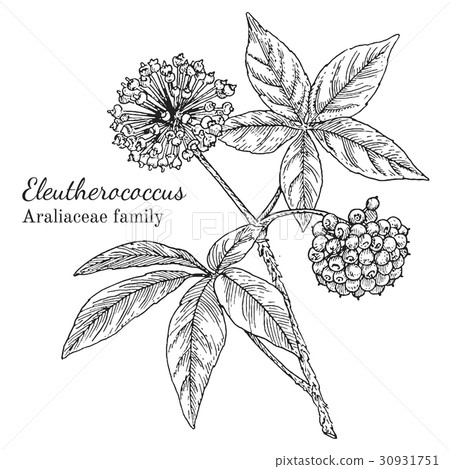 Ink eleutherococcus hand drawn sketch Ink eleutherococcus hand drawn sketch 30931751