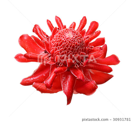 Etlingera elatior flowers on white background Etlingera elatior flowers on white background 30931781