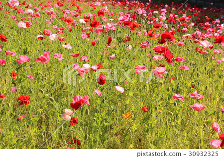 Poppies taking spring light (2) 30932325