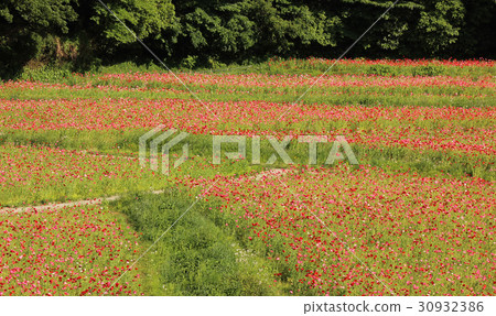 "Kurihama Flower Country" with poppy in full bloom (6) "Kurihama Flower Country" with poppy in full bloom (6) 30932386