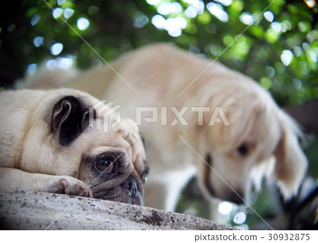 portraits photo of a lovely white fat cute pug dog 30932875